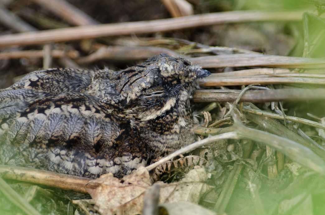 Nightjars The Wildlife Trusts
